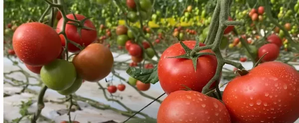 Duplázza meg a paradicsom, uborka és egyéb zöldségek hozamát. 